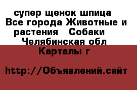 супер щенок шпица - Все города Животные и растения » Собаки   . Челябинская обл.,Карталы г.